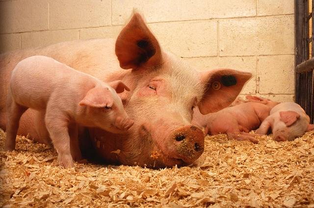 冬天养猪要注意哪些疾病 养猪常见的冬季呼吸道疾病