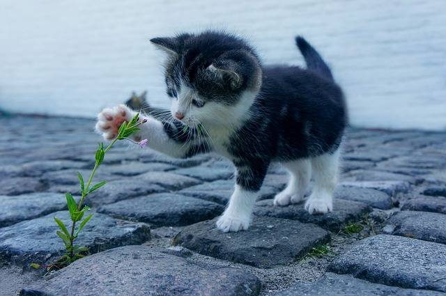 宠物猫驱虫多少钱一次？小猫多久需要进行一次驱虫