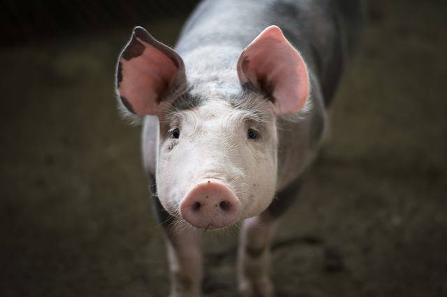 养一头猪需要多长时间？猪的养殖周期是多久