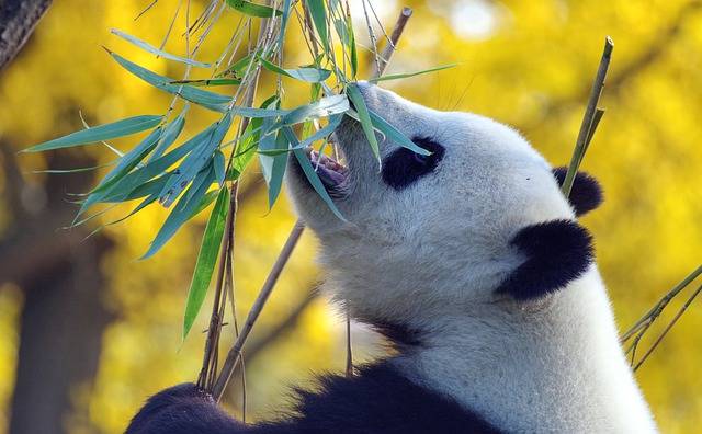 招聘大熊猫饲养员数百份简历零录取 大熊猫饲养员招聘要求究竟有多严苛？